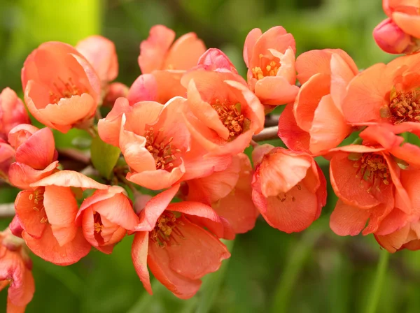 O ramo de marmelo com flores vermelhas — Fotografia de Stock