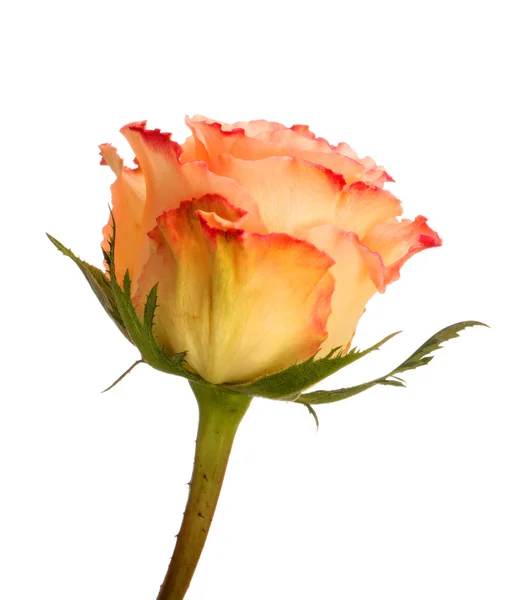 Peach rose — Stock Photo, Image