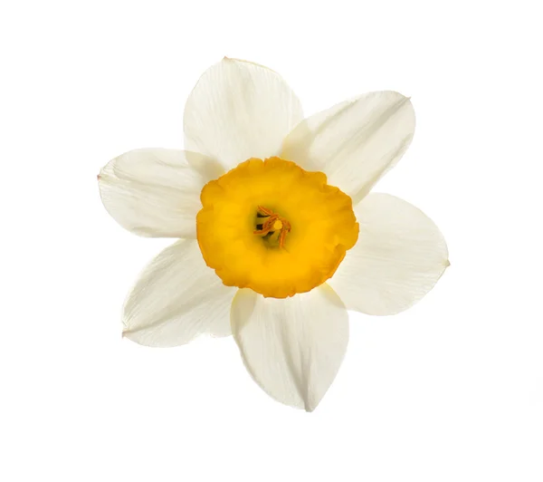 Primavera flor narciso — Foto de Stock