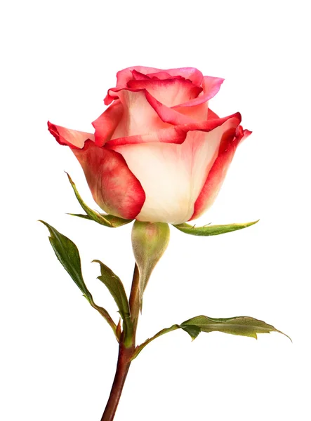 Pink rose — Stock Photo, Image