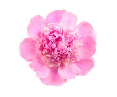 Pembe şakayık çiçeği