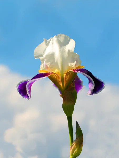 Vit och lila iris — Stockfoto