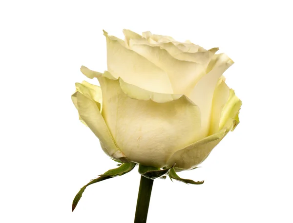 Green rose — Stock Photo, Image