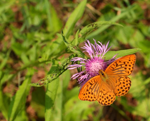 Argynnis paphia vlinder — Stockfoto