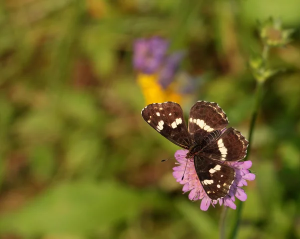 Borboleta castanha — Fotografia de Stock