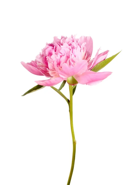 Pink peony flower — Stock Photo, Image