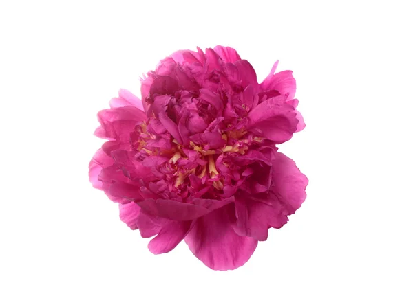 Paarse pioenroos bloem — Stockfoto