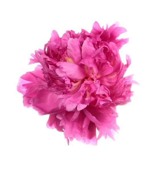 Dishevelled pink peony — Stock Photo, Image