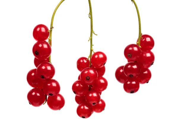 Red currant — Stock Photo, Image