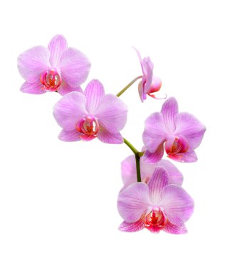 pembe orkide