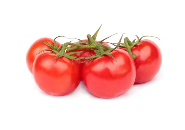 Branch of tomatoes — Stock Photo, Image