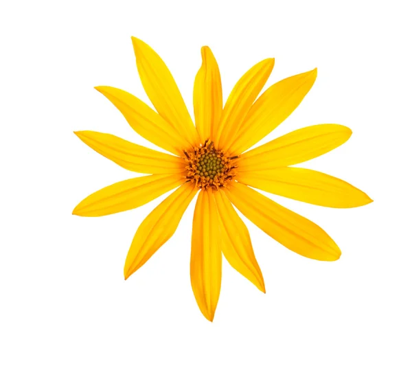Kuning topinambour bunga — Stok Foto