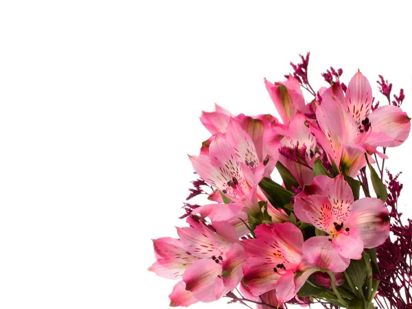 Αλστρομέριες λουλούδια — Φωτογραφία Αρχείου