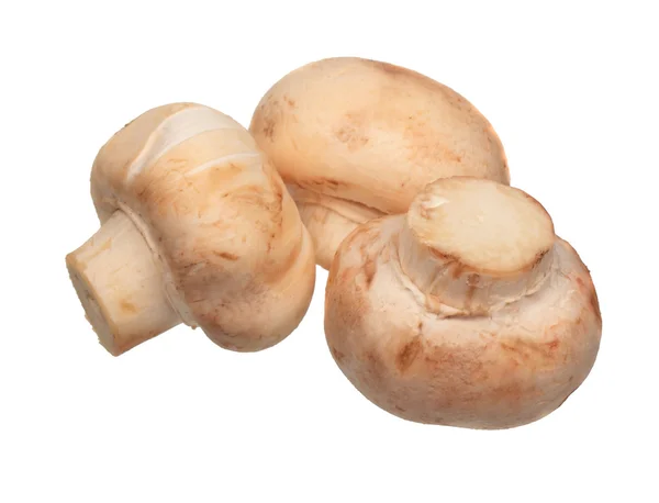 Tři pole houby — Stock fotografie