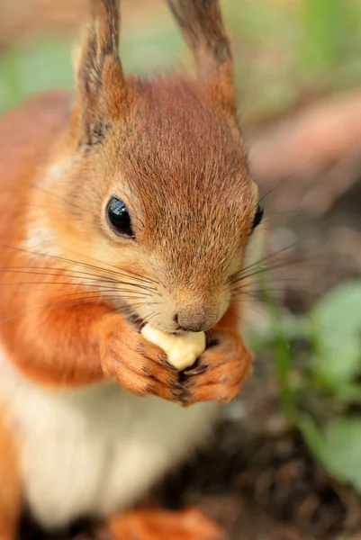 Closeup view of a  squirrel — Stock Photo, Image