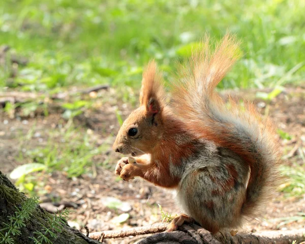 A squirrel eating the nuts — Stock Photo, Image