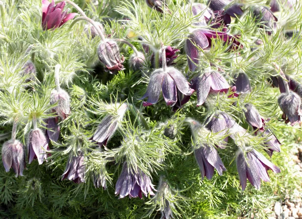 Pasquebloem (Pulsatilla vulgaris)) — Stockfoto