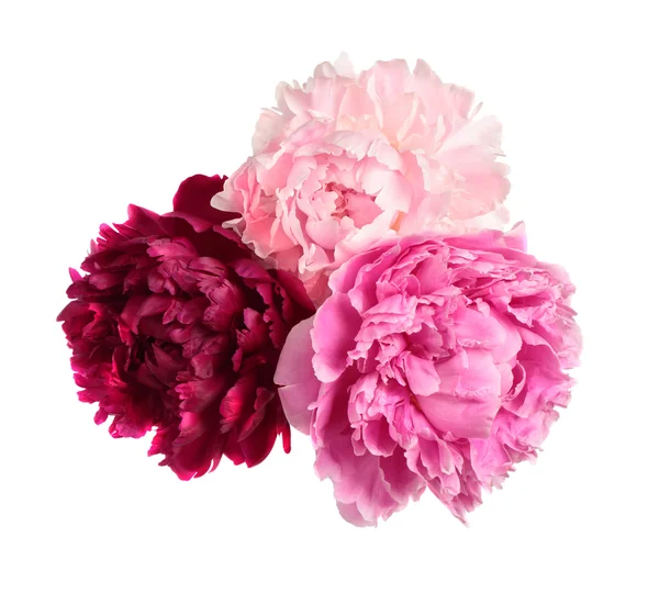 Three different color peonies — Stock Photo, Image