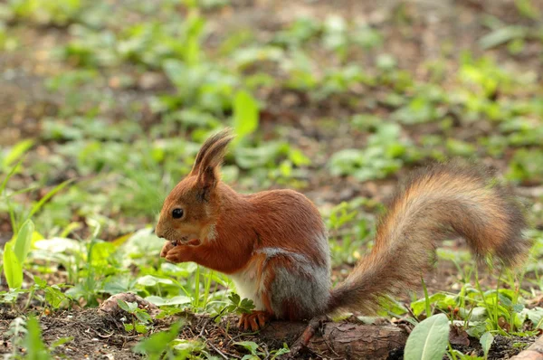 A squirrel eating the nut — Stock Photo, Image