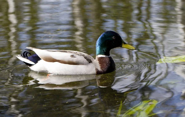 野生雄性野鸭在湖中游泳 — 图库照片