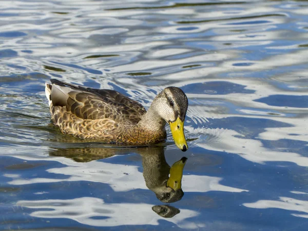 野生雌性野鸭鸭在湖中游泳 — 图库照片