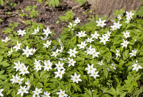 Snowdrop White Anemone Spring Forest — Stock Photo, Image
