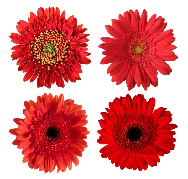 Set Von Roten Gerbera Blütenköpfen Isoliert Auf Weißem Hintergrund — Stockfoto
