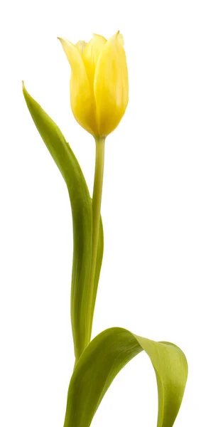 Jediný Žlutý Tulipán Izolovaných Bílém Pozadí — Stock fotografie