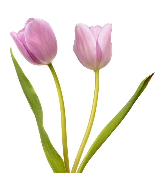 Due Tulipani Rosa Isolati Sfondo Bianco — Foto Stock