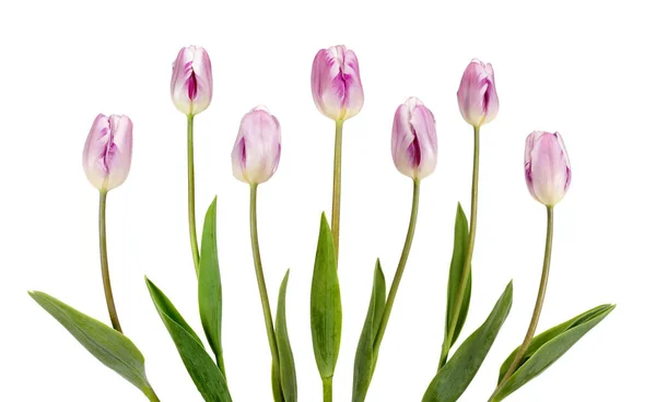Сім Красивих Бузкових Тюльпанів Ізольовані Білому Тлі — стокове фото
