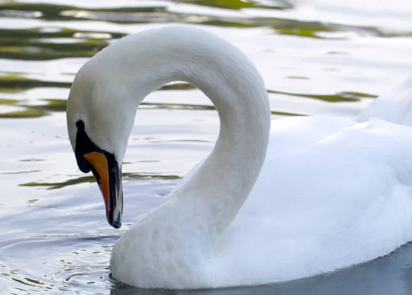 Vista Cerca Del Hermoso Cisne Blanco Nadando Escena Del Agua —  Fotos de Stock