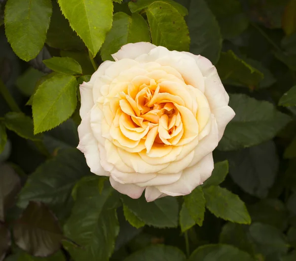 Crème Kleur Roos Bloem Groene Achtergrond — Stockfoto