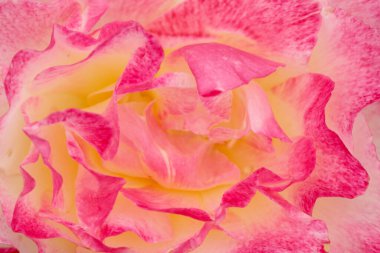 Arka plan için bulanık kırmızı ve sarı gül çiçeği