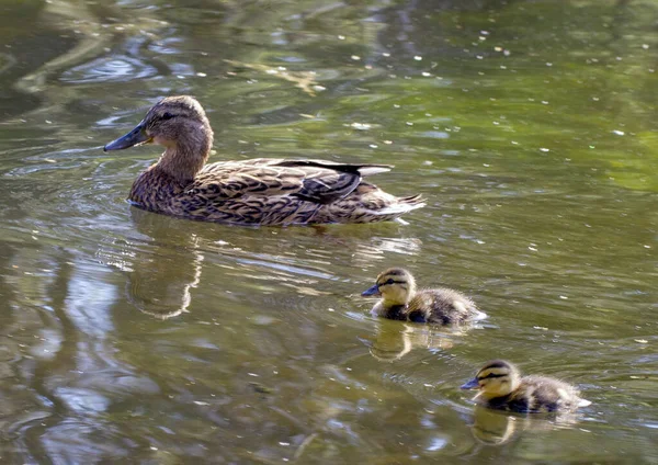 Madre Pato Con Sus Dos Patitos Pequeños Nadando Lago — Foto de Stock