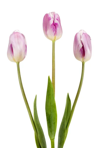 Drei Schöne Fliederfarbene Tulpen Isoliert Auf Weißem Hintergrund — Stockfoto