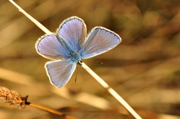 Polyommatus icarus, modrý motýl — Stock fotografie