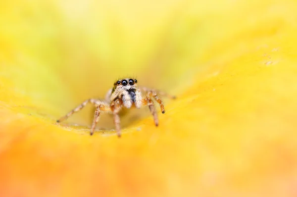 Jumper spider — Stock Photo, Image