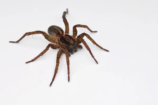 Spider, House spider, Tegenaria — Stock Photo, Image