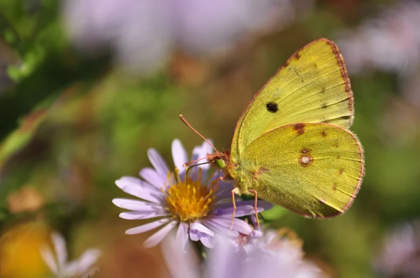 Růžový Omítané síra, colias interiér — Stock fotografie