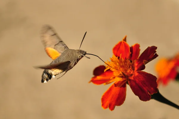 Dlouhozobka svízelová, kolibřík hawk-moth — Stock fotografie