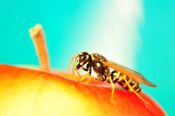 Hornet, Bee on apple — Stock Photo, Image