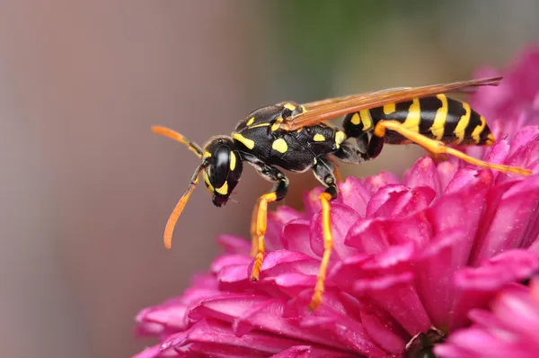 Hornet — Stock Photo, Image