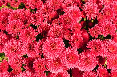 Taze krizantem arka plan