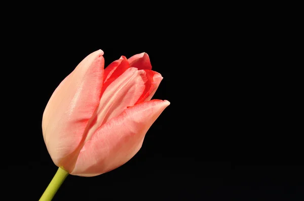 Lale, tulipa