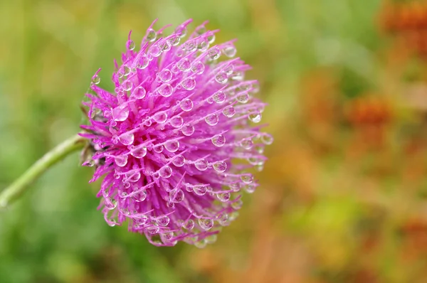 Thistle çiy ile