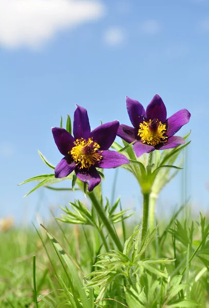 pasque çiçek, pulsatilla patens