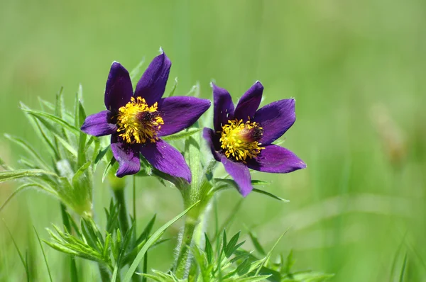 pasque çiçek, pulsatilla patens