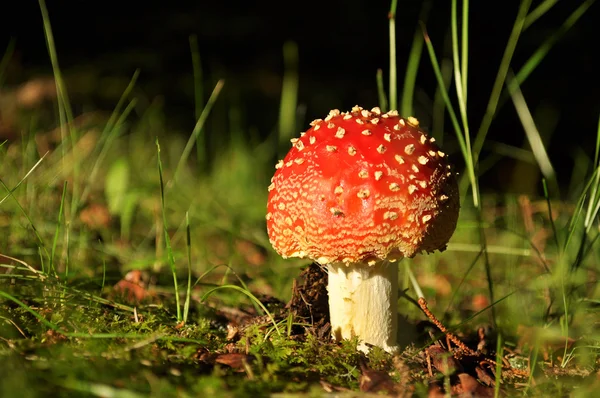 sinek agaric, mantarı, Sinek mantarı