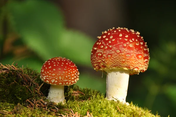 sinek agaric, mantarı, Sinek mantarı