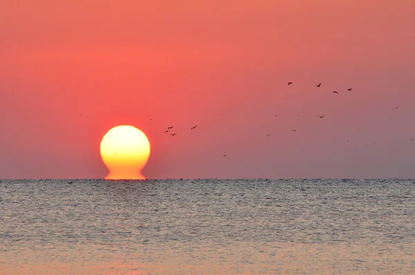 Sunrise kuşlar